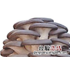 吃平菇的功效 常吃平菇的好处