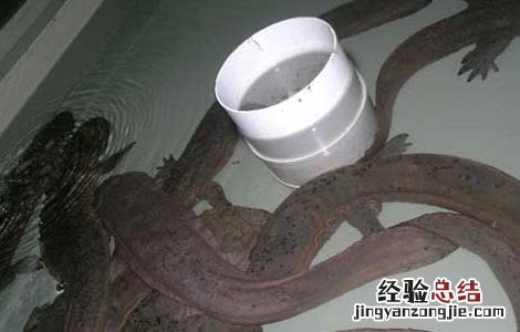 娃娃鱼是不是鱼类? 娃娃鱼种鱼和商品鱼的区别
