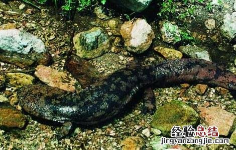 娃娃鱼是不是鱼类? 娃娃鱼种鱼和商品鱼的区别