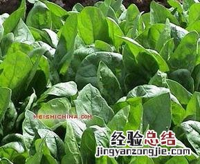 菠菜的营养价值和功效表 菠菜的营养价值及图片