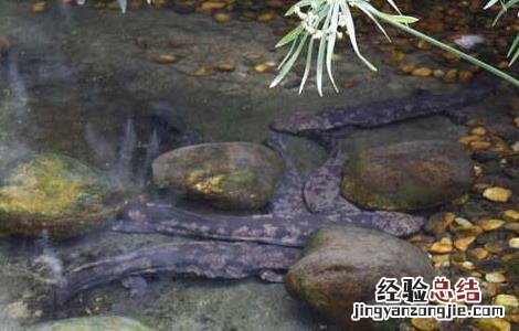 娃娃鱼养殖的投饲方法 娃娃鱼养殖的投饲方法视频