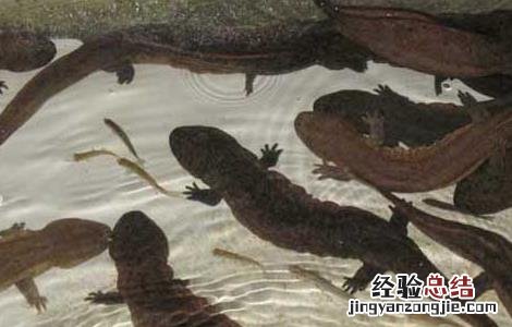 娃娃鱼养殖的投饲方法 娃娃鱼养殖的投饲方法视频