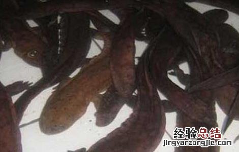 娃娃鱼养殖的投饲方法 娃娃鱼养殖的投饲方法视频