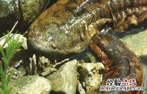 娃娃鱼养殖的投饲方法 娃娃鱼养殖的投饲方法视频