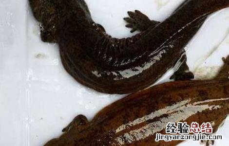 娃娃鱼养殖的投饲方法 娃娃鱼养殖的投饲方法视频