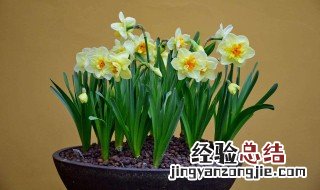 水仙开过花后怎么处理 水仙开过花后怎么处理掉