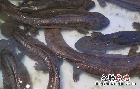幼鲵和成鲵分别吃什么东西 幼鲵和成鲵分别吃什么