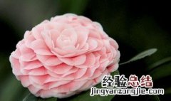 十一月的花神是什么 十一月的花神是谁