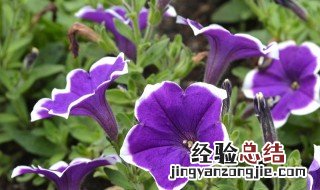 巨蟹座女生的专属花是什么花? 巨蟹座女生的专属花