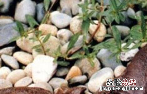 野生娃娃鱼的食物及种类 娃娃鱼吃什么食物 宠物 野生