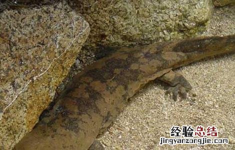 野生娃娃鱼的食物及种类 娃娃鱼吃什么食物 宠物 野生