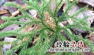 伸筋草的功效与作用 伸筋草的注意事项