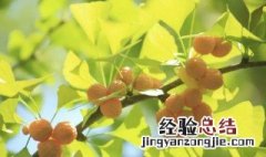 银杏果能吃吗 怎么吃 银杏果应该怎么吃