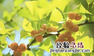 银杏果能吃吗 怎么吃 银杏果应该怎么吃