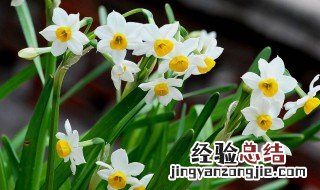 十月花神是谁 腊月的花神是谁
