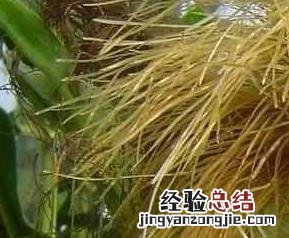 水果玉米的功效 水果玉米的功效与作用禁忌