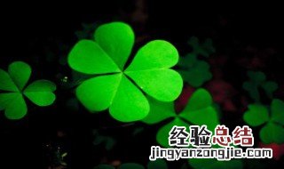 三叶草的花语寓意和象征 三叶草的花语寓意