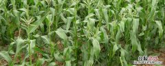 一亩地5000株玉米种植株距 一亩地5000株玉米种几寸