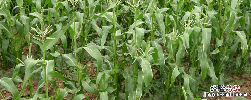 一亩地5000株玉米种植株距 一亩地5000株玉米种几寸