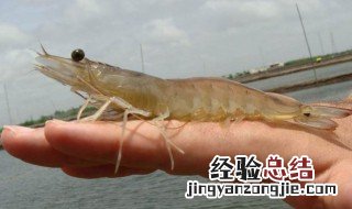 养虾调水配方 养虾要怎么调水