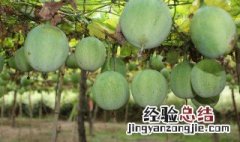 瓜蒌的功效与作用 主要有这几点