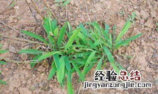 竹叶柴胡的功效与作用 竹叶柴胡的功效