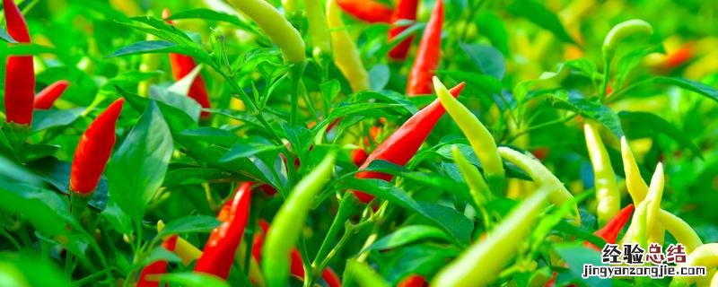 我国东南沿海地区种植冬季辣椒的优势条件，辣椒在南方是什么季节种植的