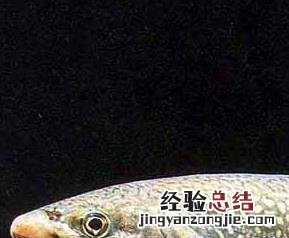 鲑鱼种类和营养成分 鲑鱼种类和营养