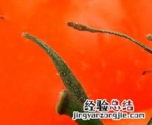 哪里有露天种植西红柿的 哪里有露天种植西红柿的