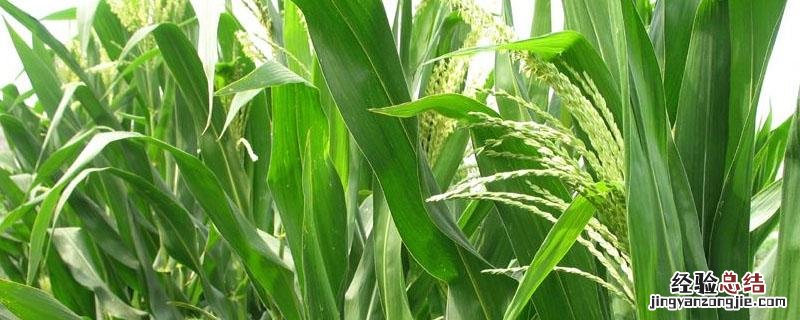代森锰锌和多菌灵的区别 多菌灵能与代森锰锌混用吗