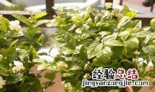新栽的茉莉花什么时候浇水 新上盆茉莉花多久服盆