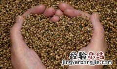 火麻仁的功效与作用 可以怎么用呢