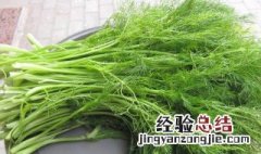 茴香菜的功效与作用 使用禁忌有哪些