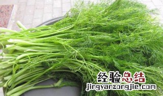 茴香菜的功效与作用 使用禁忌有哪些