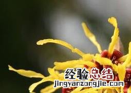 金缕梅的功效与作用有哪些 金缕梅的作用和危害