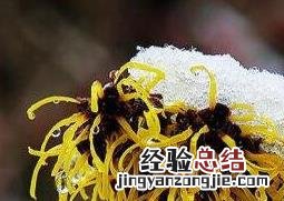 金缕梅的功效与作用有哪些 金缕梅的作用和危害
