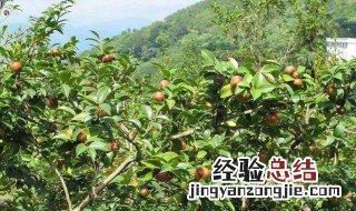 油茶树可以施复合肥吗 油茶树施复合肥好还是尿素好