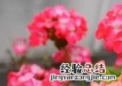 天竺葵的功效与作用与禁忌 天竺葵的功效与作用及禁忌症