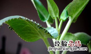 落地生根怎么种又肥又大叶子 落地生根怎么种又肥又大叶子的植物