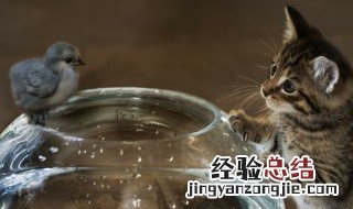 动物纪录片是怎么拍的 动物纪录片是怎么拍摄的