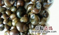 河里的田螺能放进鱼缸吗视频 河里的田螺能放进鱼缸吗