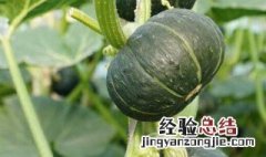 贝贝南瓜中国产地 贝贝南瓜中国产地及营养价值介绍