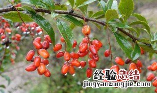 山茱萸的功效与作用 山茱萸的4个功效