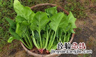 菠菜含铁量高不高 菠菜的营养价值