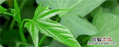 红薯育苗的方法和时间 红薯育苗的方法