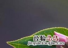 野生山茶油多少一斤 野生山茶
