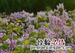 丁香花叶子的功效与作用 丁香花叶子的功效与作用禁忌