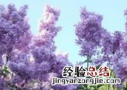 丁香花叶子的功效与作用 丁香花叶子的功效与作用禁忌