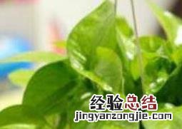 绿萝叶子变黄的原因是什么 绿萝叶子变黄的原因