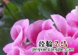天竺葵如何养殖 天竺葵如何养殖和繁殖